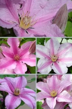 Sally Clematis - 1 Gallon Pot -Garden Plants clematis sally 24