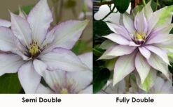 Samaritan Jo Clematis - 1 Gallon Pot 13 Samaritan Jo Clematis - 1 Gallon Pot -Garden Plants clematis samaritan jo 8