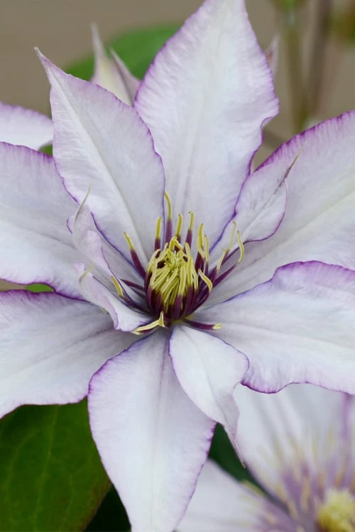 Samaritan Jo Clematis - 1 Gallon Pot 1 Samaritan Jo Clematis - 1 Gallon Pot