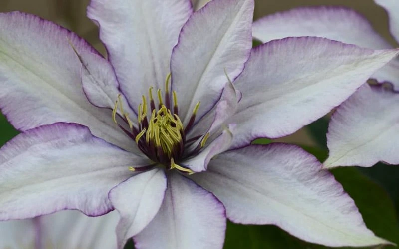 Samaritan Jo Clematis - 1 Gallon Pot 9 Samaritan Jo Clematis - 1 Gallon Pot - Image 9