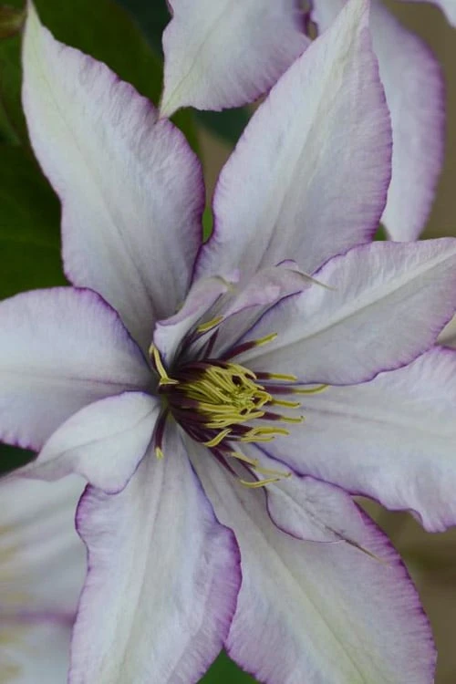 Samaritan Jo Clematis - 1 Gallon Pot 8 Samaritan Jo Clematis - 1 Gallon Pot - Image 8