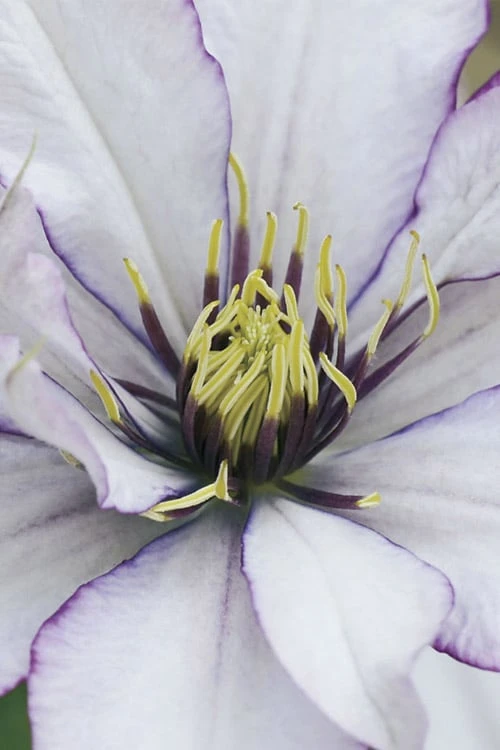 Samaritan Jo Clematis - 1 Gallon Pot 7 Samaritan Jo Clematis - 1 Gallon Pot - Image 7