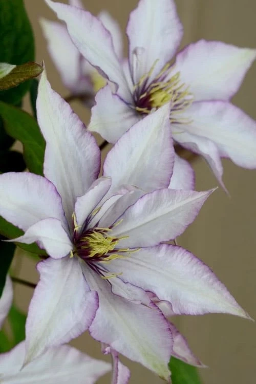 Samaritan Jo Clematis - 1 Gallon Pot 4 Samaritan Jo Clematis - 1 Gallon Pot - Image 4