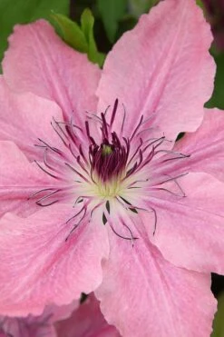 Sarah Elizabeth Clematis - 1 Gallon Pot 10 Sarah Elizabeth Clematis - 1 Gallon Pot -Garden Plants clematis sarah elizabeth 3