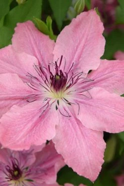 Sarah Elizabeth Clematis - 1 Gallon Pot 13 Sarah Elizabeth Clematis - 1 Gallon Pot -Garden Plants clematis sarah elizabeth 4