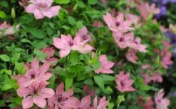 Sarah Elizabeth Clematis - 1 Gallon Pot 11 Sarah Elizabeth Clematis - 1 Gallon Pot -Garden Plants clematis sarah elizabeth 5