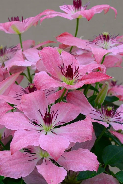 Sarah Elizabeth Clematis - 1 Gallon Pot 1 Sarah Elizabeth Clematis - 1 Gallon Pot