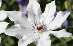 Snow Queen Clematis - 1 Gallon Pot 11 Snow Queen Clematis - 1 Gallon Pot -Garden Plants clematis snow queen 3