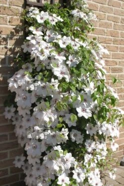 Snow Queen Clematis - 1 Gallon Pot 10 Snow Queen Clematis - 1 Gallon Pot -Garden Plants clematis snow queen 4