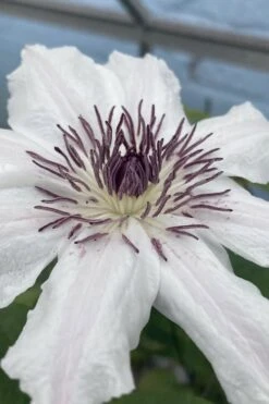 Snow Queen Clematis - 1 Gallon Pot 13 Snow Queen Clematis - 1 Gallon Pot -Garden Plants clematis snow queen 5
