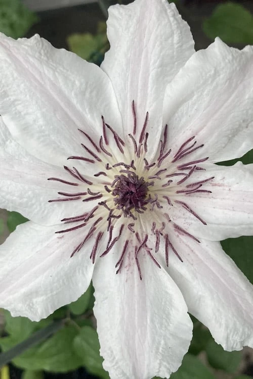 Snow Queen Clematis - 1 Gallon Pot 1 Snow Queen Clematis - 1 Gallon Pot