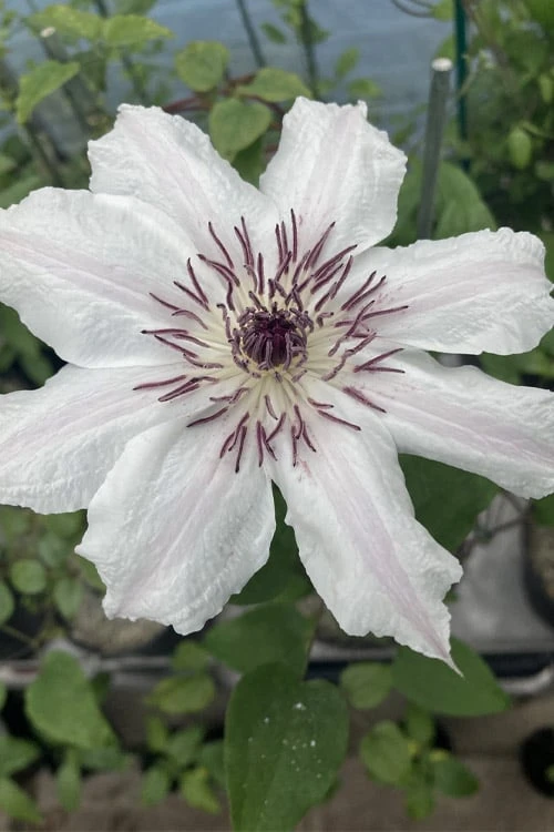 Snow Queen Clematis - 1 Gallon Pot 6 Snow Queen Clematis - 1 Gallon Pot - Image 6