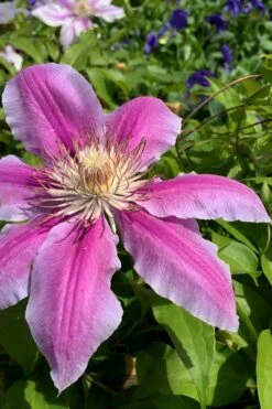 Sugar Candy Clematis - 1 Gallon Pot -Garden Plants clematis sugar candy 4