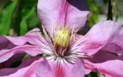 Sugar Candy Clematis - 1 Gallon Pot -Garden Plants clematis sugar candy 5