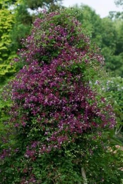 Sweet Summer Love Clematis - 1 Gallon Pot -Garden Plants clematis sweet summer love 4