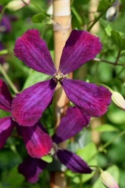 Sweet Summer Love Clematis - 1 Gallon Pot -Garden Plants clematis sweet summer love 7