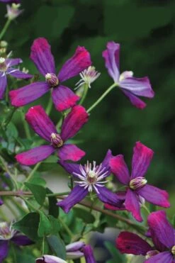 Sweet Summer Love Clematis - 1 Gallon Pot -Garden Plants clematis sweet summer love 8