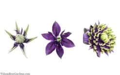 Taiga Clematis - 3 Gallon Pot -Garden Plants clematis taiga 24