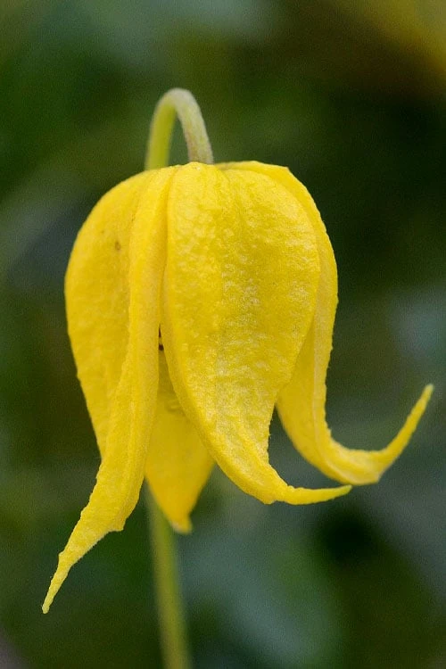 Tangutica Yellow Clematis - 1 Gallon Pot 1 Tangutica Yellow Clematis - 1 Gallon Pot