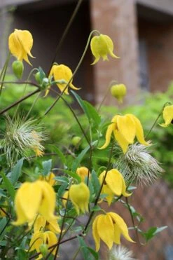 Tangutica Yellow Clematis - 1 Gallon Pot 17 Tangutica Yellow Clematis - 1 Gallon Pot -Garden Plants clematis tangutica 1