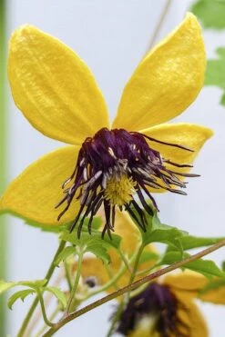 Tangutica Yellow Clematis - 1 Gallon Pot 12 Tangutica Yellow Clematis - 1 Gallon Pot -Garden Plants clematis tangutica 2