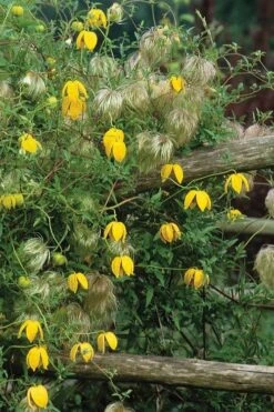 Tangutica Yellow Clematis - 1 Gallon Pot 14 Tangutica Yellow Clematis - 1 Gallon Pot -Garden Plants clematis tangutica 4
