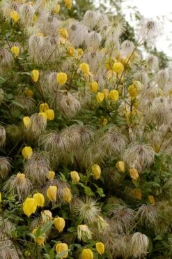 Tangutica Yellow Clematis - 1 Gallon Pot 13 Tangutica Yellow Clematis - 1 Gallon Pot -Garden Plants clematis tangutica flowers and seedheads