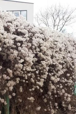 Tangutica Yellow Clematis - 1 Gallon Pot 16 Tangutica Yellow Clematis - 1 Gallon Pot -Garden Plants clematis tangutica seedheads winter