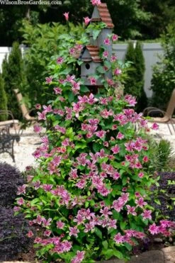 Duchess Of Albany Clematis - 1 Gallon Pot -Garden Plants clematis texensis duchess of albany 15