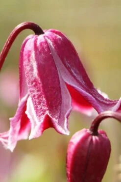 Etioile Rose Clematis - 1 Gallon Pot 10 Etioile Rose Clematis - 1 Gallon Pot -Garden Plants clematis texensis etoile rose 1