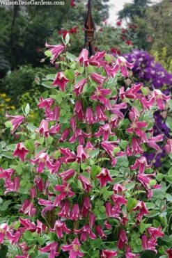 Etioile Rose Clematis - 1 Gallon Pot 11 Etioile Rose Clematis - 1 Gallon Pot -Garden Plants clematis texensis etoile rose 4