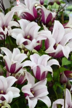Princess Kate Clematis - 1 Gallon Pot 17 Princess Kate Clematis - 1 Gallon Pot -Garden Plants clematis texensis princess kate 14