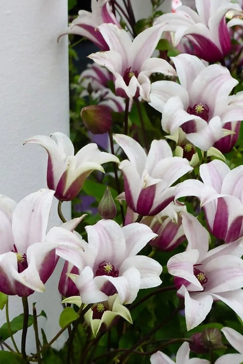 Princess Kate Clematis - 1 Gallon Pot 10 Princess Kate Clematis - 1 Gallon Pot - Image 10