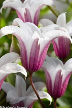 Princess Kate Clematis - 1 Gallon Pot 14 Princess Kate Clematis - 1 Gallon Pot -Garden Plants clematis texensis princess kate 23