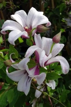 Princess Kate Clematis - 1 Gallon Pot 16 Princess Kate Clematis - 1 Gallon Pot -Garden Plants clematis texensis princess kate 5