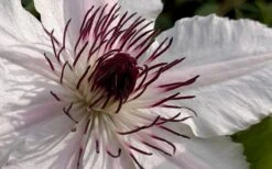 The Countess Of Wessex Clematis - 1 Gallon Pot -Garden Plants clematis the countess of wessex 1
