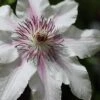The Countess Of Wessex Clematis - 1 Gallon Pot