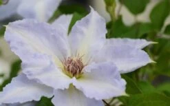 Tranquilite Clematis - 1 Gallon Pot 13 Tranquilite Clematis - 1 Gallon Pot -Garden Plants clematis tranquilete 1