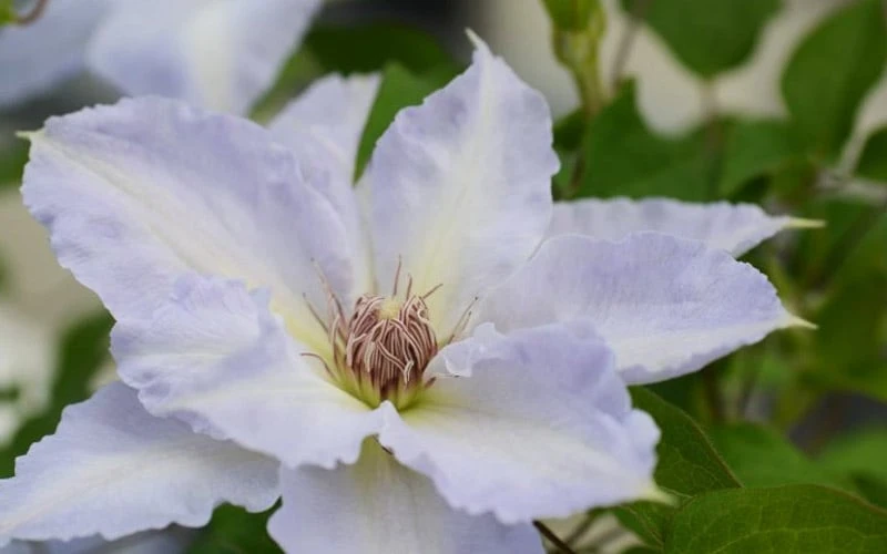 Tranquilite Clematis - 1 Gallon Pot 7 Tranquilite Clematis - 1 Gallon Pot - Image 7