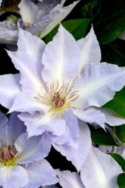 Tranquilite Clematis - 1 Gallon Pot 12 Tranquilite Clematis - 1 Gallon Pot -Garden Plants clematis tranquilete 3