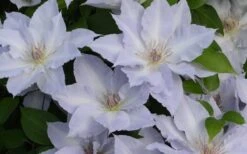 Tranquilite Clematis - 1 Gallon Pot 11 Tranquilite Clematis - 1 Gallon Pot -Garden Plants clematis tranquilete 4