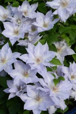 Tranquilite Clematis - 1 Gallon Pot 10 Tranquilite Clematis - 1 Gallon Pot -Garden Plants clematis tranquilite 11