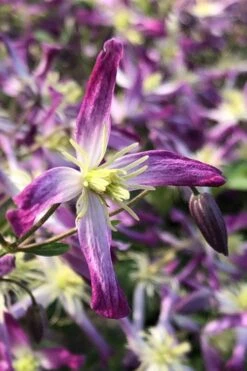 Rubromarginata Fragrant Clematis - 1 Gallon Pot -Garden Plants clematis triternata rubromarginata 5