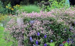 Rubromarginata Fragrant Clematis - 1 Gallon Pot -Garden Plants clematis triternata rubromarginata 6