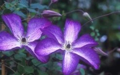 Venosa Violacea Clematis - 1 Gallon Pot -Garden Plants clematis venosa violacea 1