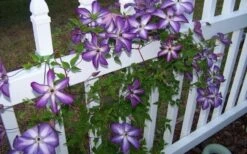 Venosa Violacea Clematis - 1 Gallon Pot -Garden Plants clematis venosa violacea 4