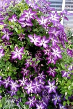 Venosa Violacea Clematis - 1 Gallon Pot -Garden Plants clematis venosa violacea 5