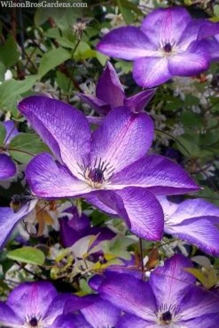 Venosa Violacea Clematis - 1 Gallon Pot -Garden Plants clematis venosa violacea 7