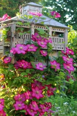 Ville De Lyon Clematis - 1 Gallon Pot 10 Ville De Lyon Clematis - 1 Gallon Pot -Garden Plants clematis ville de lyon 7