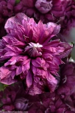 Purpurea Plena Elegans Clematis - 1 Gallon Pot -Garden Plants clematis viticella purpurea plena elegans 8